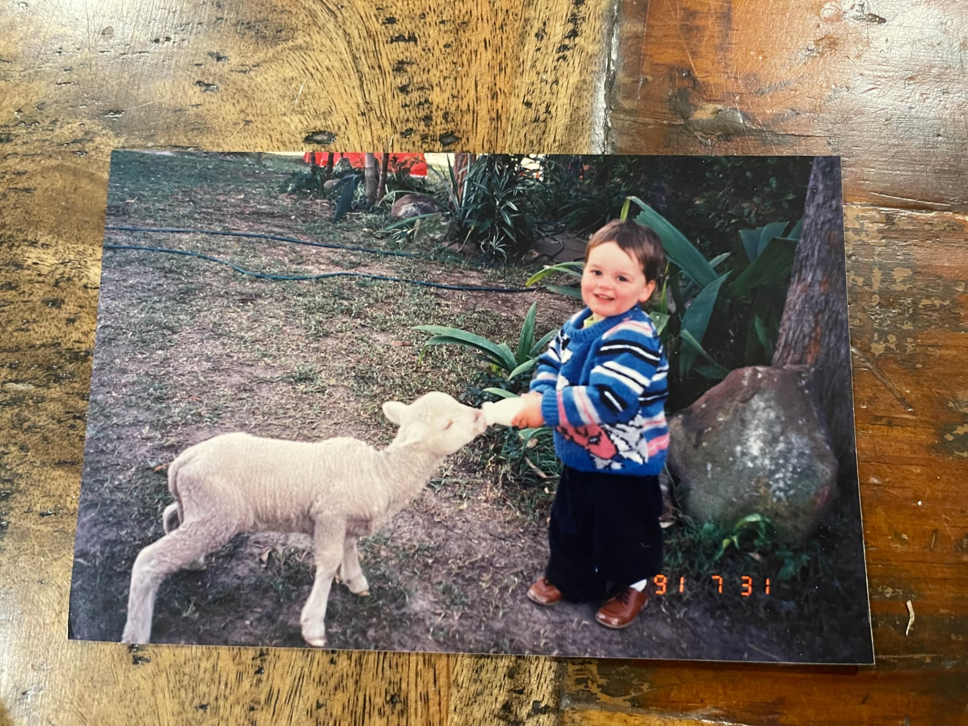 Marty as a toddler bottle-feeding a lamb